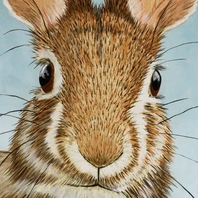 rodolphejanssen profile