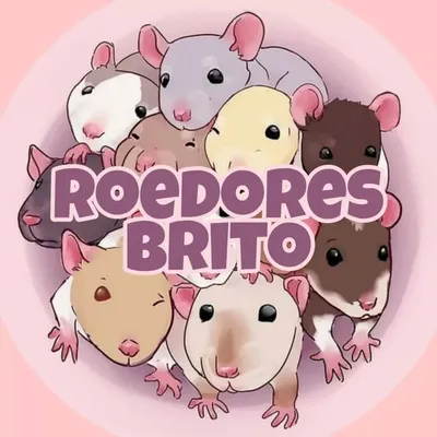 Roedores Brito 🐭❤️ profile