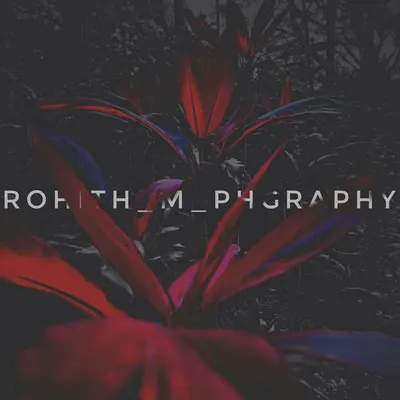 Rohith's photography profile