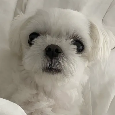 Rolli, Maltese ๐ถ profile