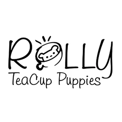 ROLLY TEACUP PUPPIES KOREA ๐ฐ๐ท INC. profile