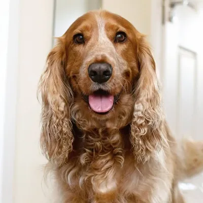 Rolo Cocker Spaniel(Rolo Polo) profile