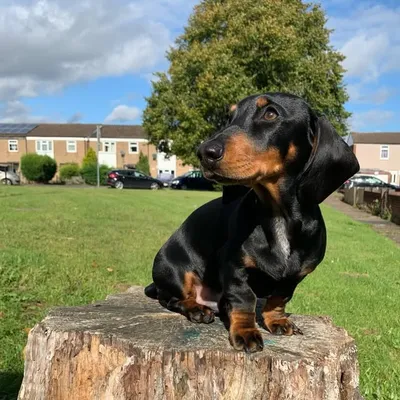 Rolo The Dachshund profile