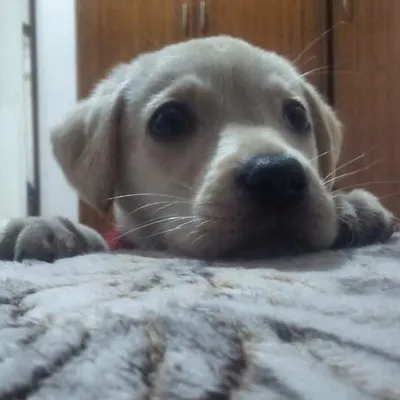 Romeo profile