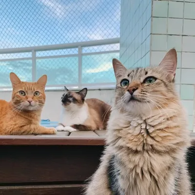 Romeu•Malelo•Dalila•Gatos SRD profile