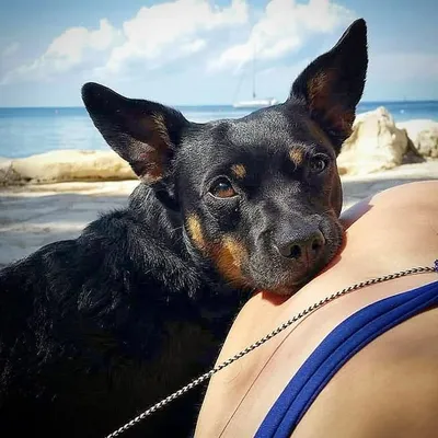 ๐ถ Roni DOG profile