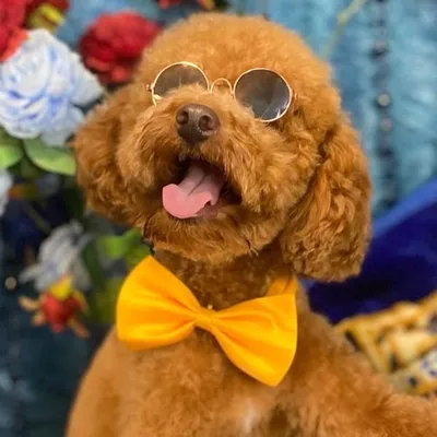 Roo The Red Miniature Poodle profile