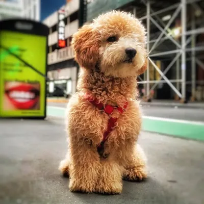 Rookie Watters profile