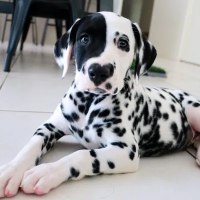 Rorschach The Dalmatian profile