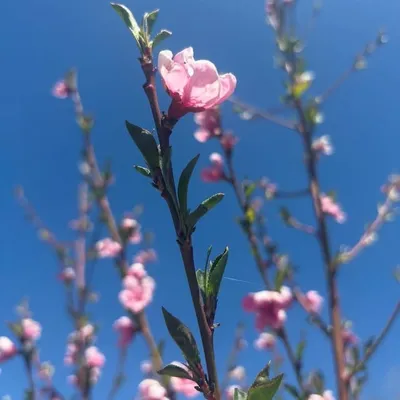 Rose profile