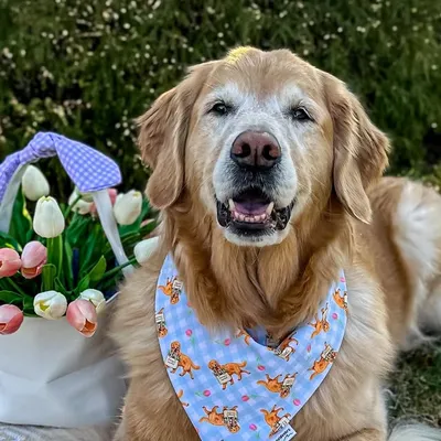๐๐๐๐๐๐๐๐ฆฎ & ๐๐๐๐๐๐๐ปโโ๏ธ Golden Retriever & Dog Mom content creator profile