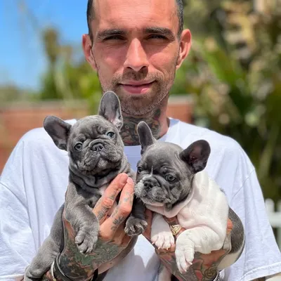 Lucas Barraza - Roseflower Frenchies profile