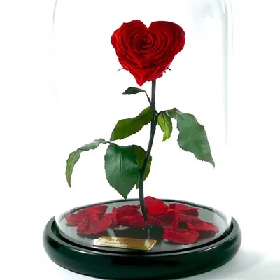 WORLD’S LONGEST LASTING ROSES™ profile