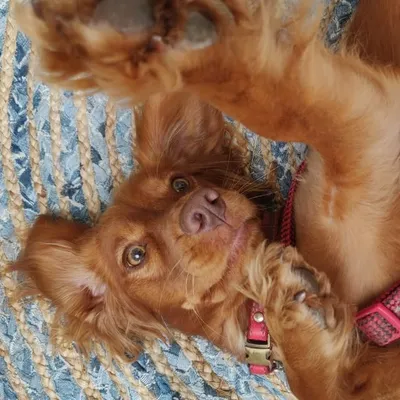 Rosie the mad Spaniel profile