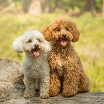 Rosie & Bella ๐ถ profile