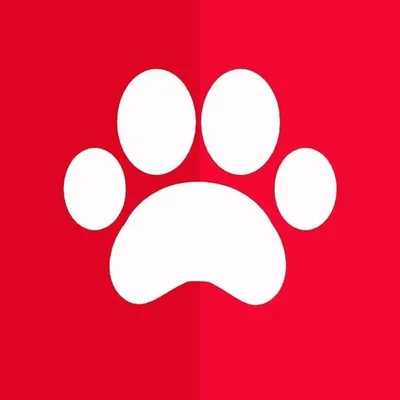 Adoção de cães profile