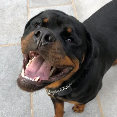 Nero the Rottweiler profile