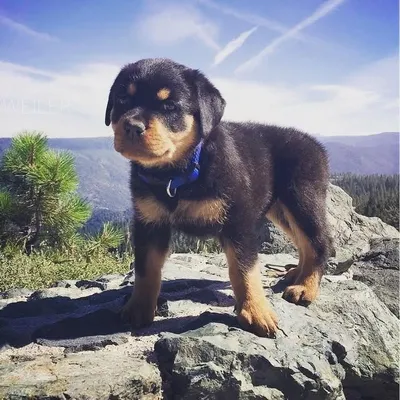 Rottie Center profile