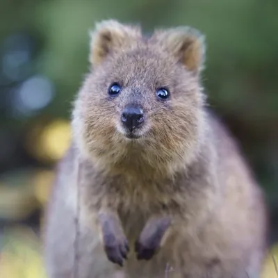 Wadjemup / Rottnest Island profile