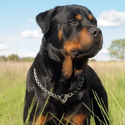 Rottweiler Dog Lovers profile