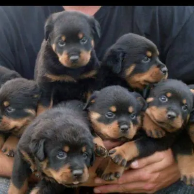 Rottweiler Community profile