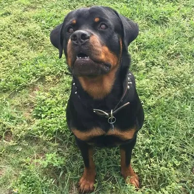 Rottweilers Only profile