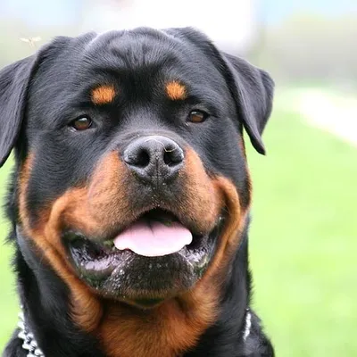 Rottweiler Tales ๐ถ profile