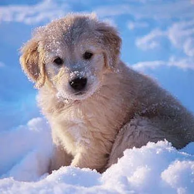 Golden Retriever, Labrador ๐ถ profile