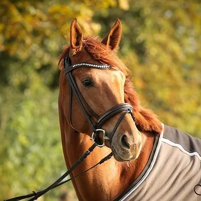 Royal Flair profile