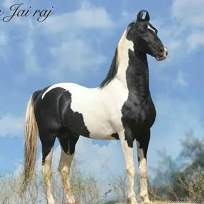 🐴ŘÔŸÀĹ ŔÏĎÈŔŚ ÔF HŌŘŚÈŚ🐴 profile