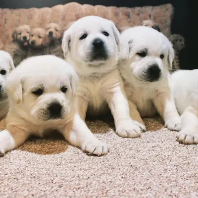 Royal White English Labradors profile