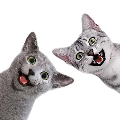 Ruble & Minya profile