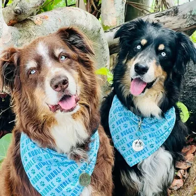 Rubble & Nugget ๐พ Tina ๐ฉ profile