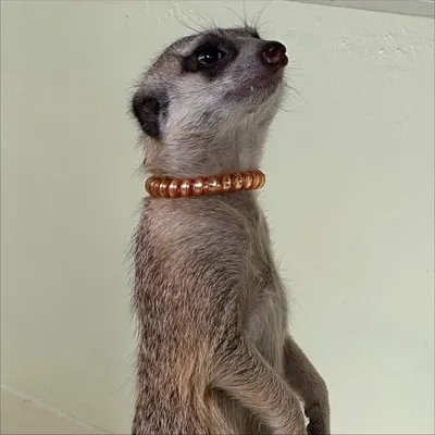 ⏦゚♡︎ RubyClose🫶🏼鄧凱旻 profile