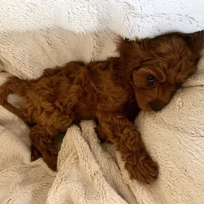 🐶RubyBell🔔 profile