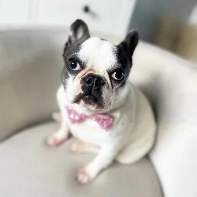 💫Rubydolls French Bulldogs💫 profile