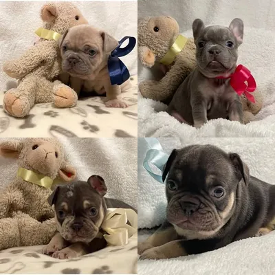 Ruby’s Puppies🐾 profile