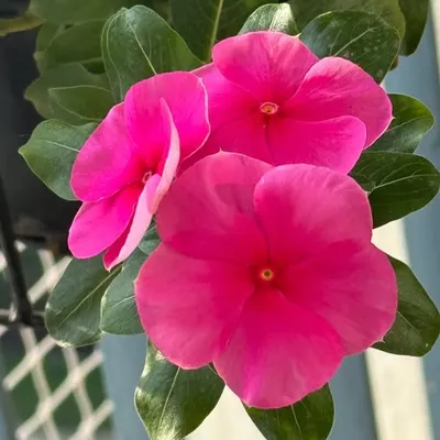Ruchira Sarbajna profile