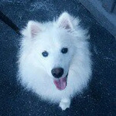 Ruckus the Eskie profile