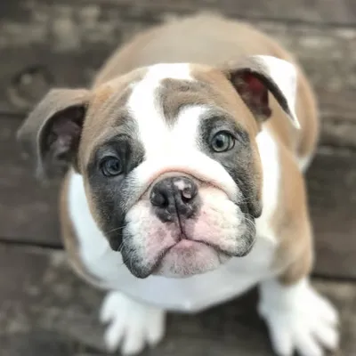 REX profile