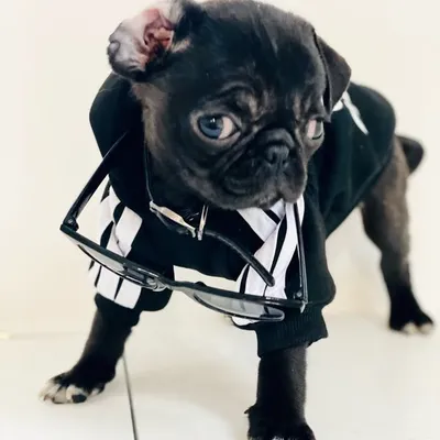 Rukus_the_Pug profile