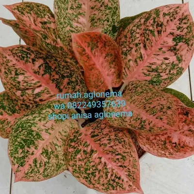 KUMPULAN BUNGA AGLONEMA MURAH profile