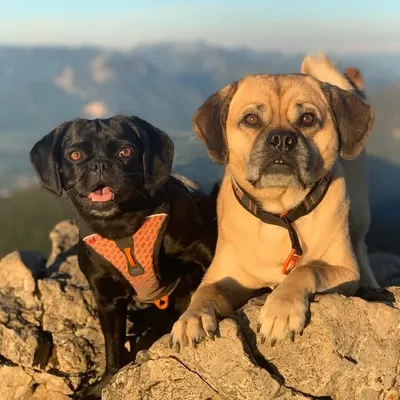 The Puggles profile