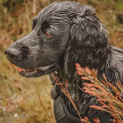 Country dogs featured. profile