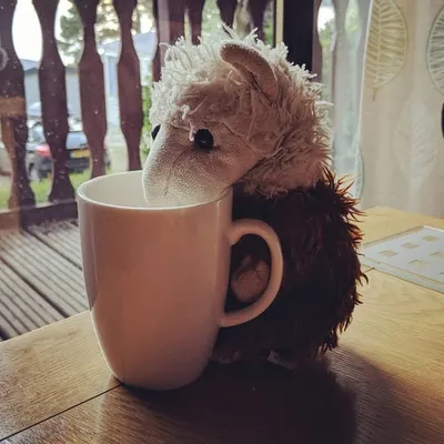 Rushden Llama profile