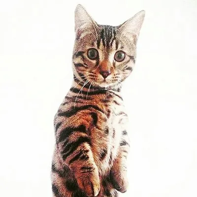 Munchkin (cat with short paws) profile