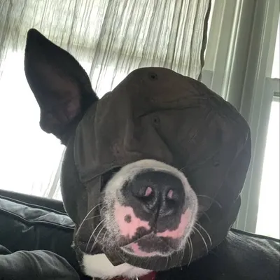 ryan pfluger profile