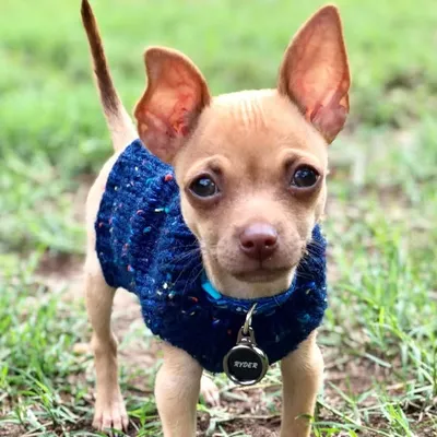 Ryder.chihuahua profile
