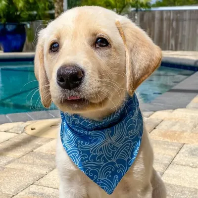 Ryder + Callie the yellow labs profile
