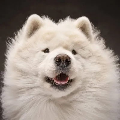 Ryder The Samoyed profile